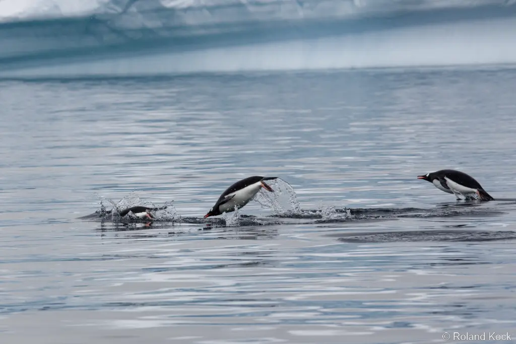 Pinguine in der Antarktis Foto: Roland Kock Pinguine in der Antarktis Foto: Roland Kock