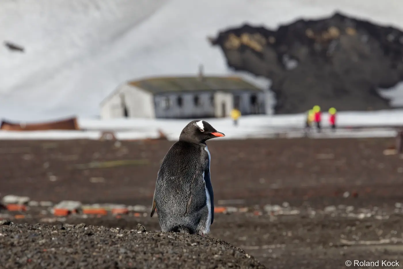 Pinguin in Whalers Bay auf Deception Island in der Antarktis Foto: Roland Kock