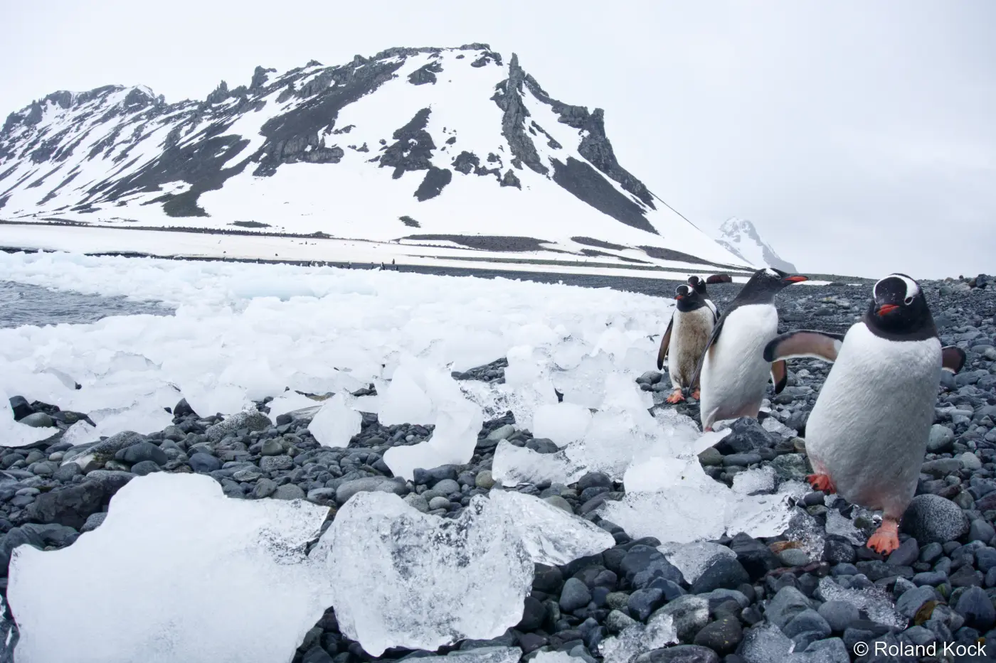 Wie viel kostet eine Expedition in die Antarktis?