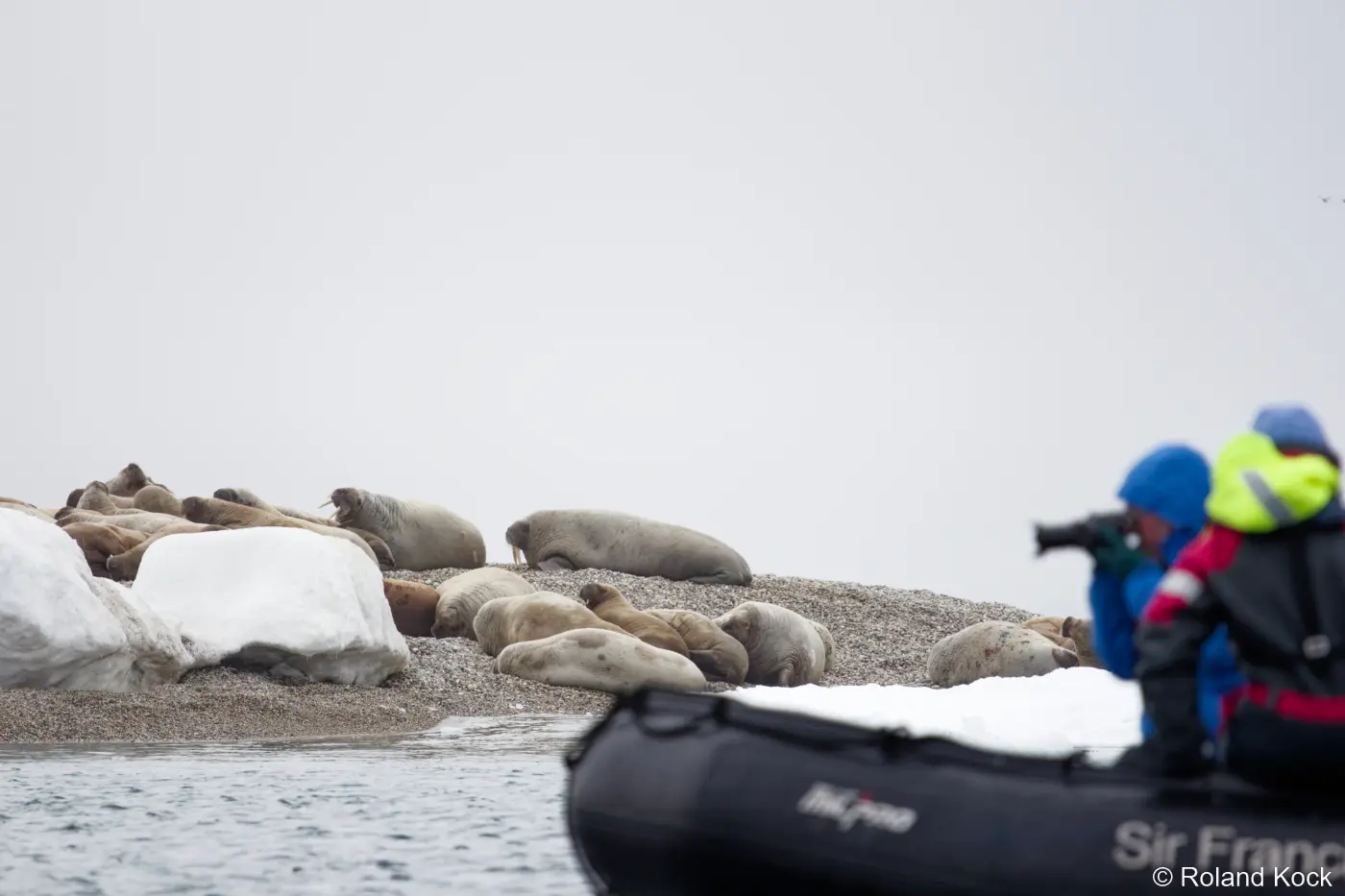 Besuch einer Walrosskolonie auf der Spitzbergen Kreuzfahrt Foto: Roland Kock